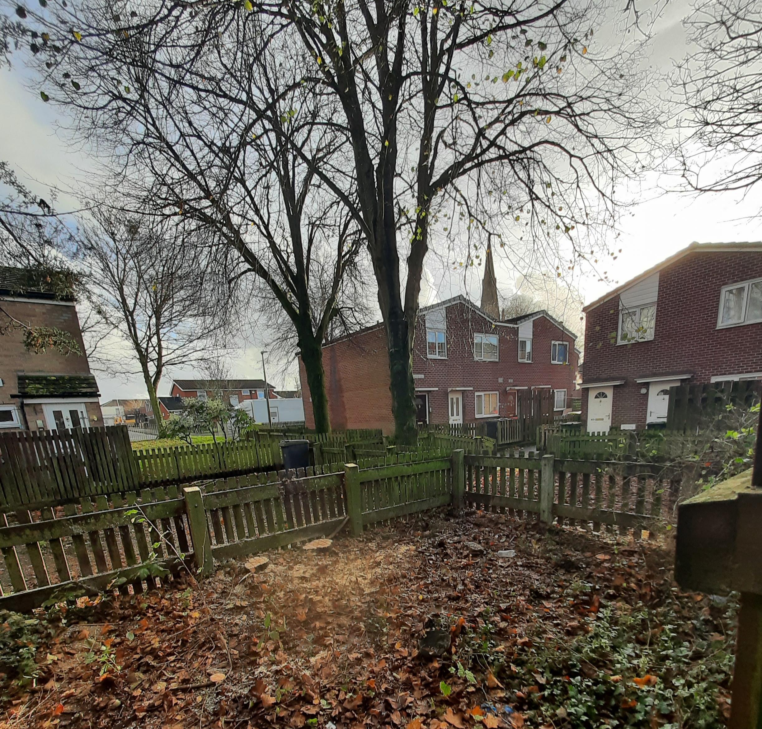 Trees on Bleasdale Street East