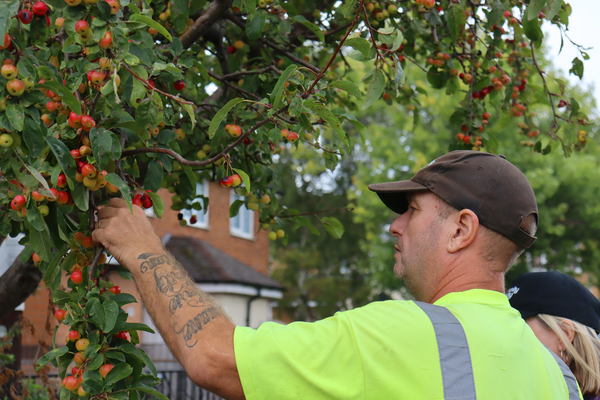CGA staff member inspecting a tree