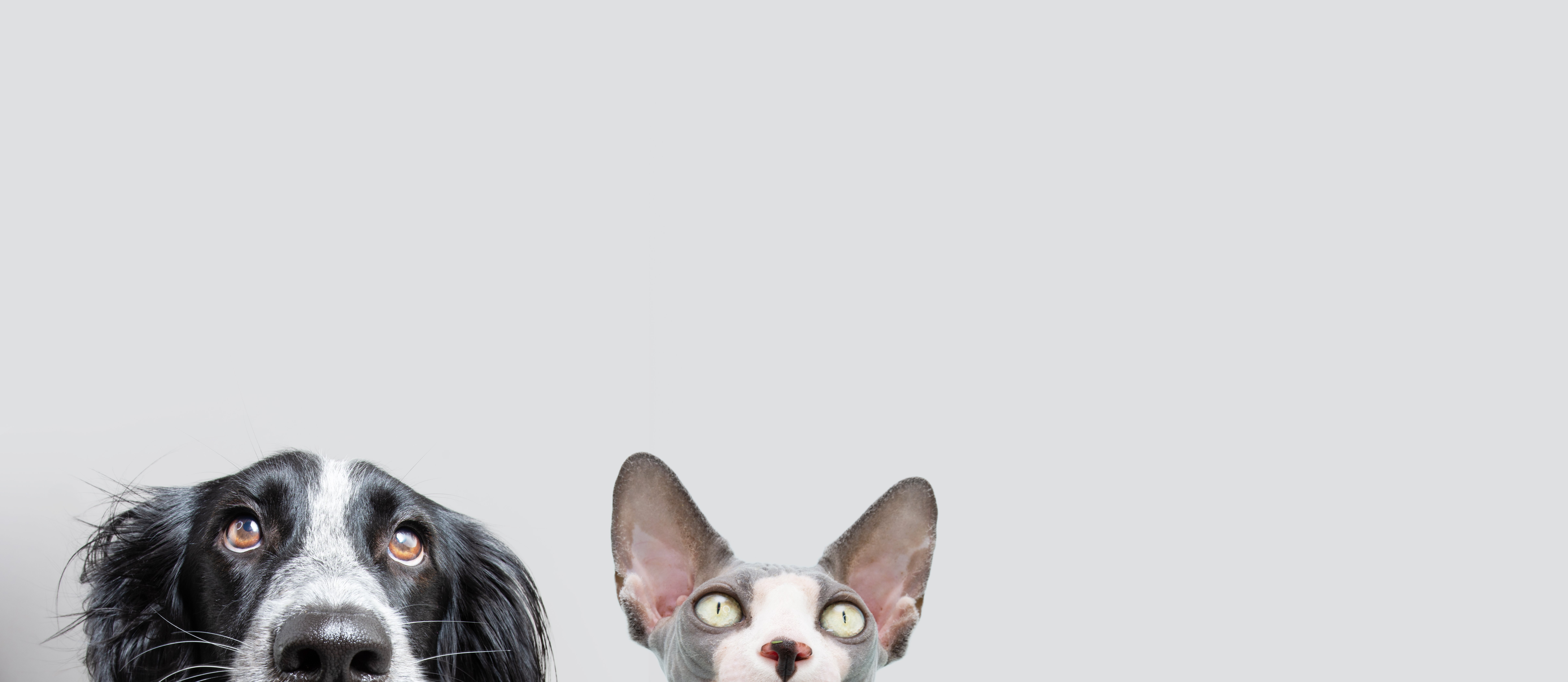 banner-dog-cat-row-hiding-isolated-gray-background
