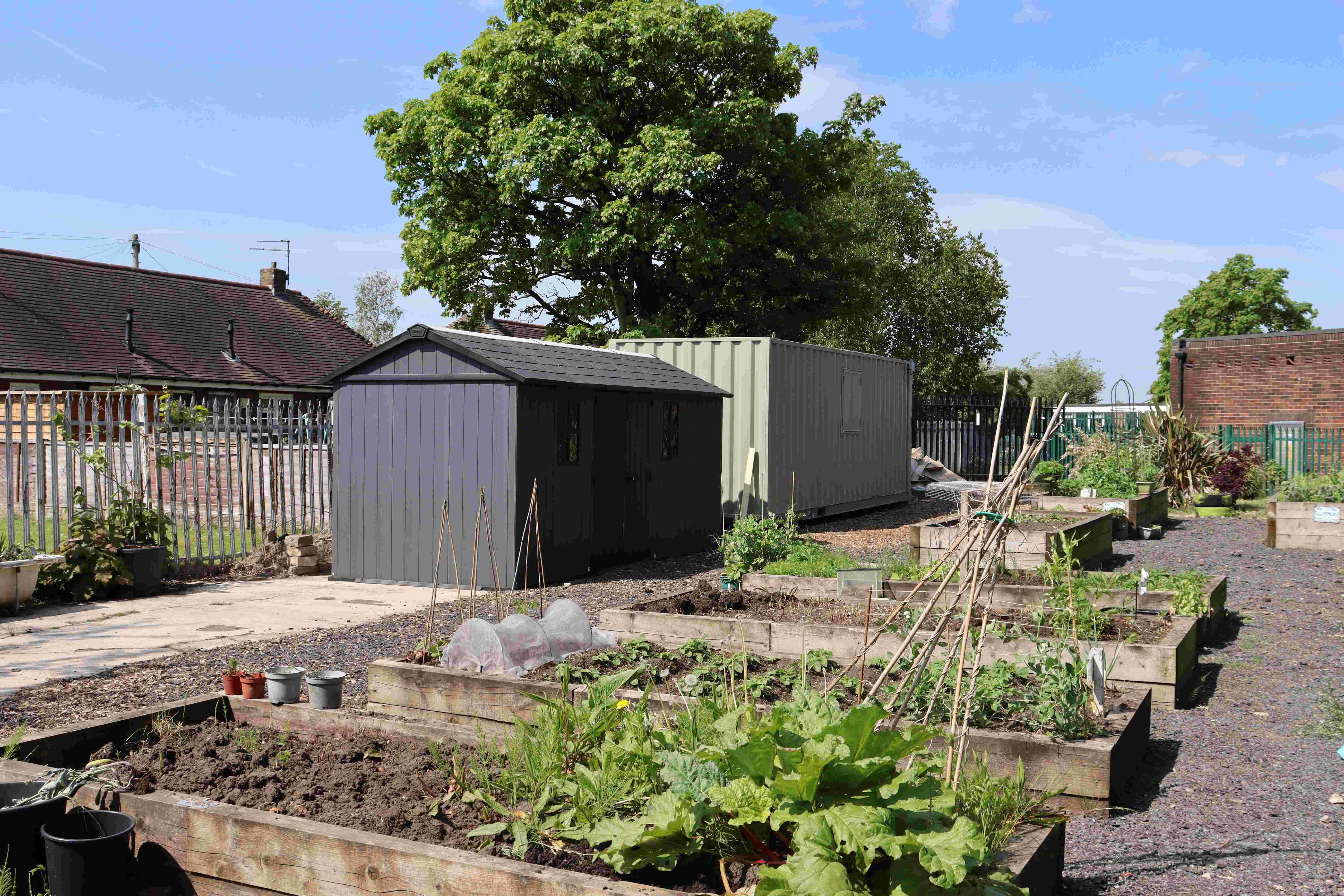 Moor nook allotments, with beds showing greenery growing from them