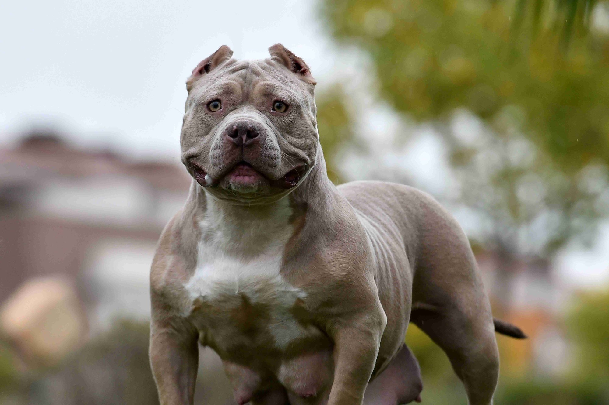 XL Bully
