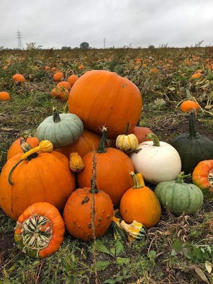 pumpkin image